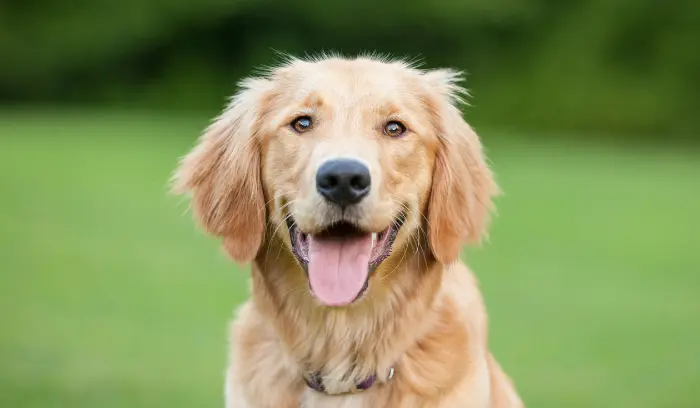 A happy and healthy Golden retriever