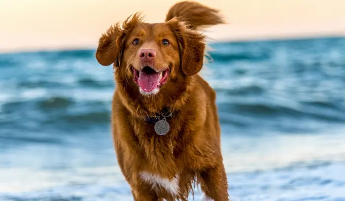 A dog playing in the sea with a big smile and tons of happiness